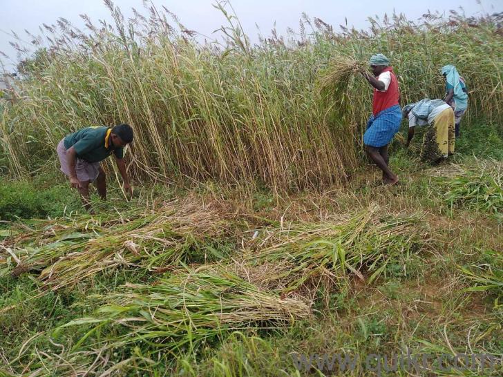 179757 Sq. ft Land for Sale in Madurai Main, Madurai Madurai Main