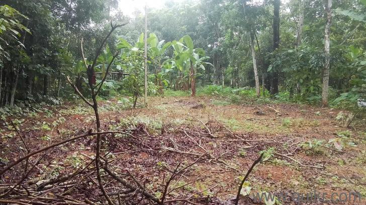 6969.6 Sq. ft Land for Sale in Kalathoor, Kottayam