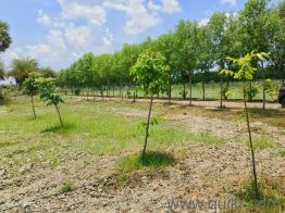 10100 Sq. ft Land for Sale in Chengalpattu, Chennai(3)