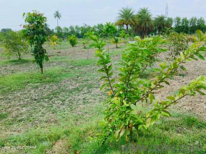 10100 Sq. ft Land for Sale in Chengalpattu, Chennai