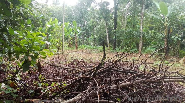 6969.6 Sq. ft Land for Sale in Kalathoor, Kottayam(2)