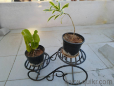 URGENT SALE! Massive Deal (Combo offer): Custom Iron Hanger + Planter Stand. Both for just 2500.(3)
