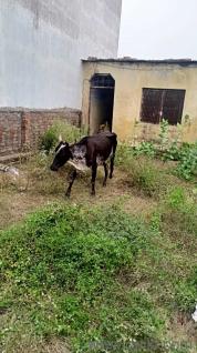 1250 Sq. ft Plot for Sale in Shrinath Puram, Kota