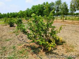 10100 Sq. ft Land for Sale in Chengalpattu, Chennai(2)