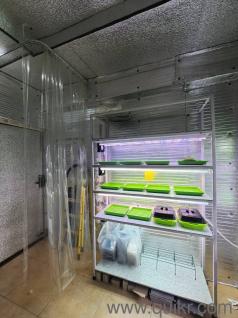 Microgreens Rack Complete Setup(1)