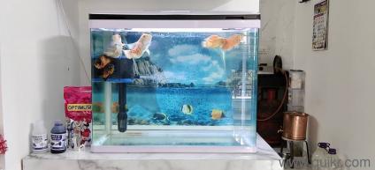 fully automatic Fish tank