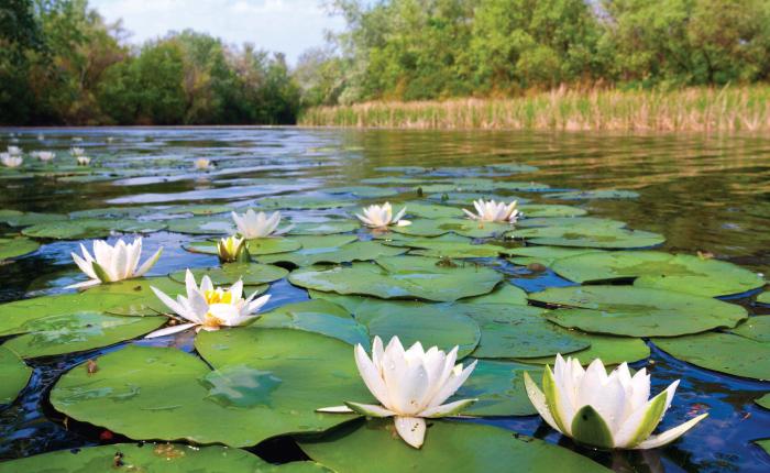 2BHK Apartment for Sale in Budigere, Bangalore at Godrej Woodspaces(4)